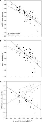 Competitive Effects Hinder the Recolonization of Native Species in Environments Densely Occupied by One Invasive Exotic Species